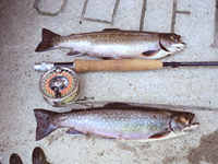 NATIVE BROOK TROUT FISHING